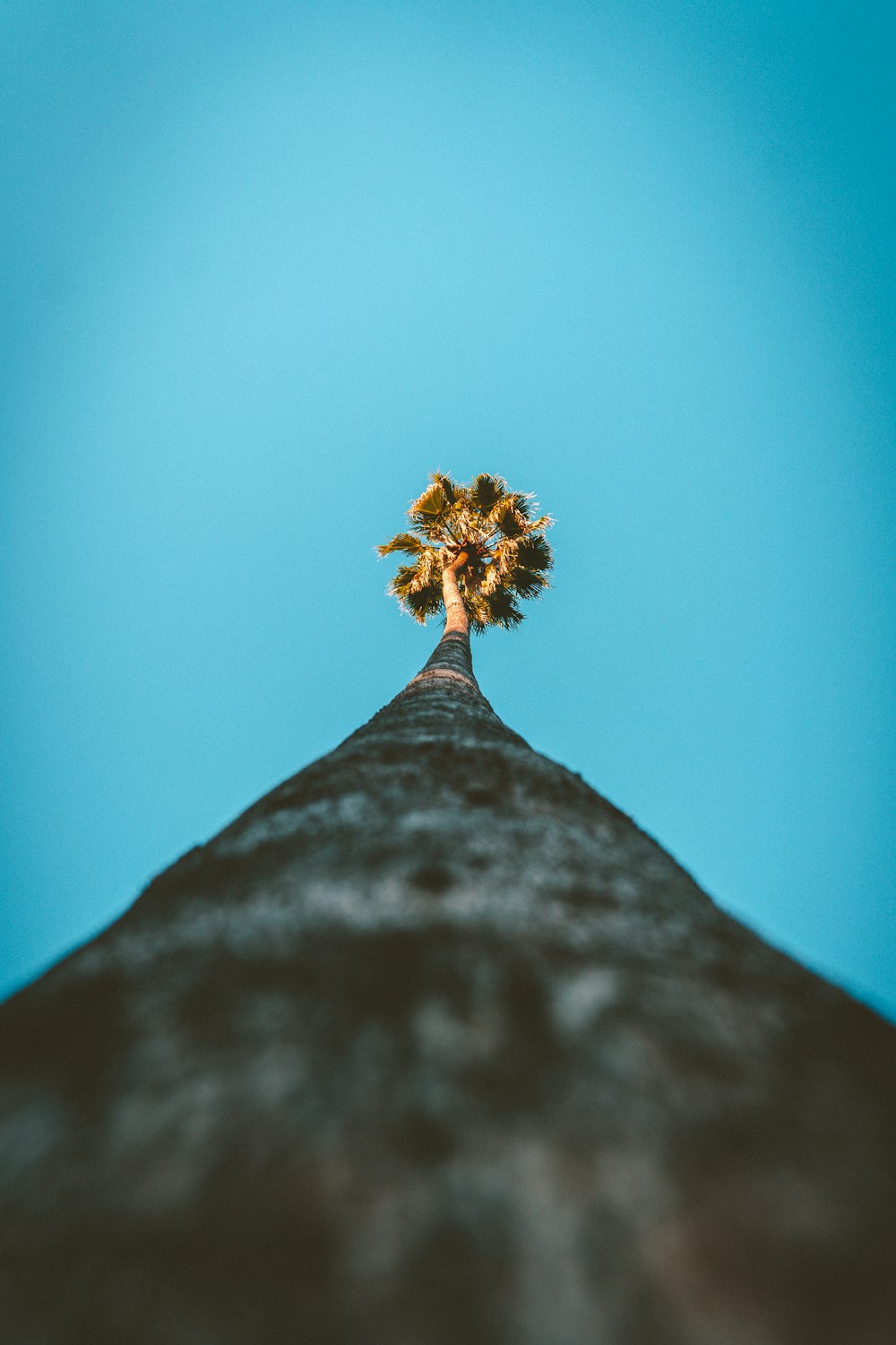 a small tree on top of a tall building