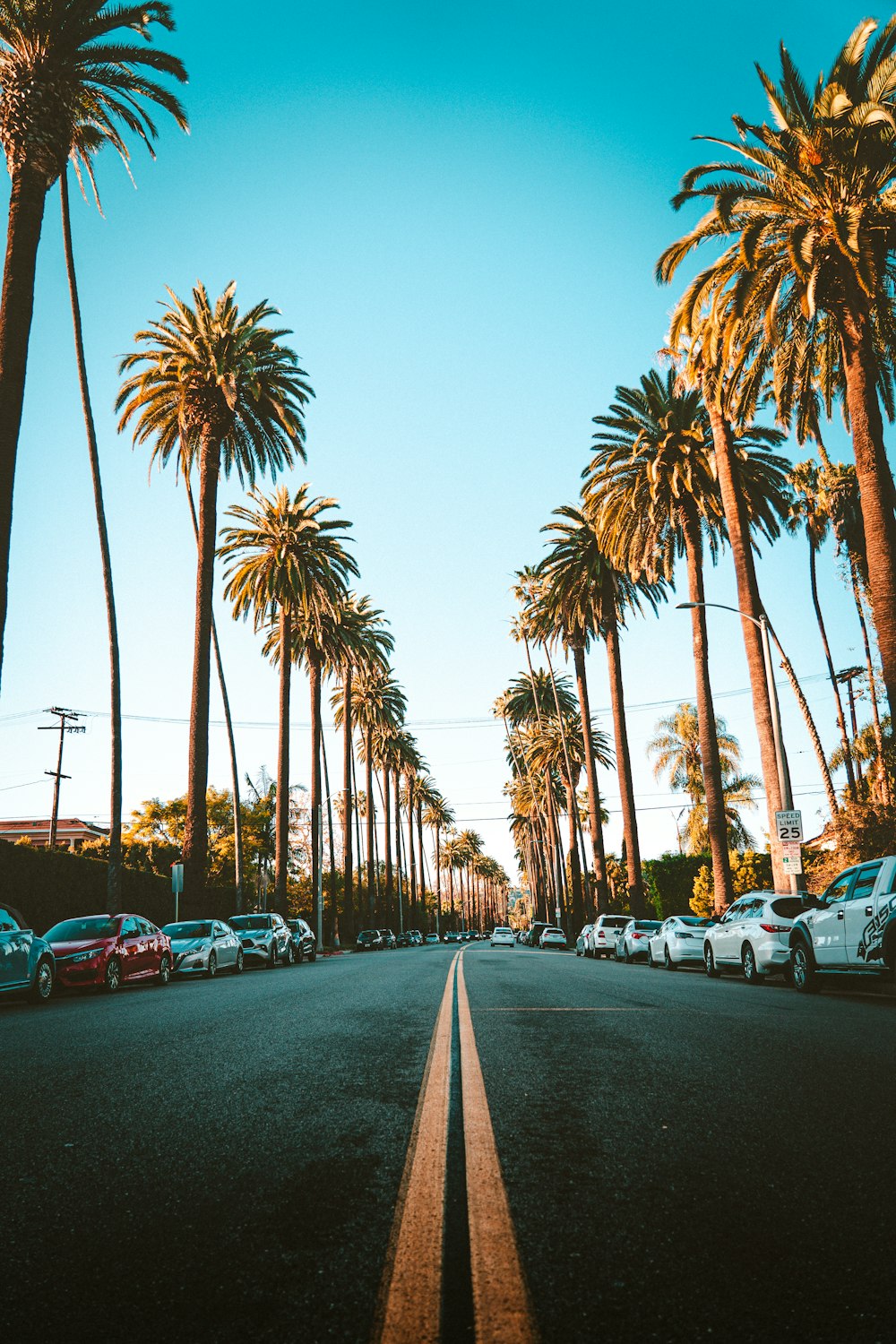 a street lined with palm trees and parked cars