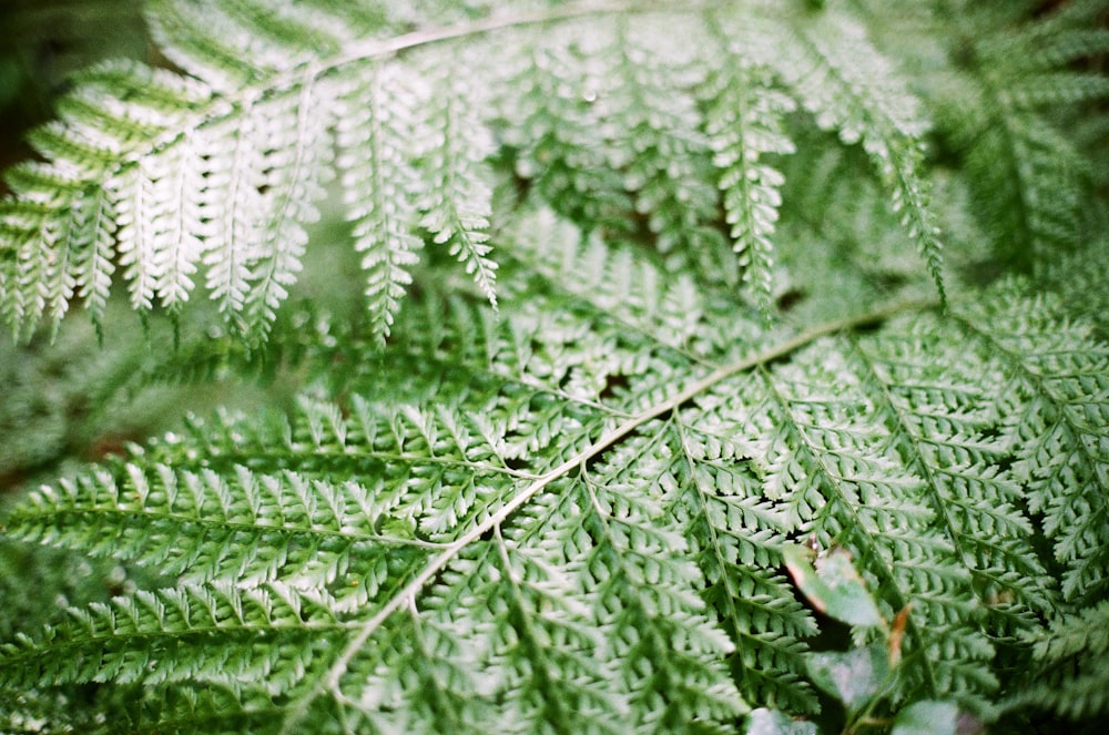 a close up of a green plant with lots of leaves