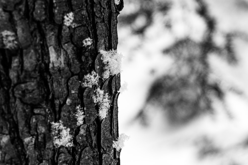 Une photo en noir et blanc de neige sur un arbre