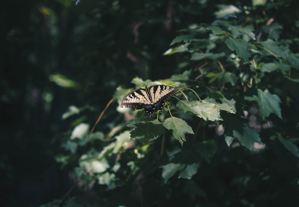 a butterfly sitting on top of a leaf covered tree