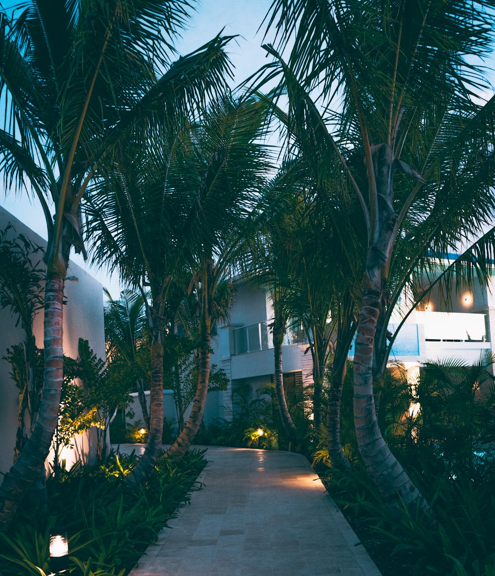 a walkway between two palm trees in front of a building