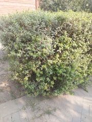 A well-trimmed hedge with green leaves is positioned alongside a brick wall. The ground has some sparse grass and a paved pathway.