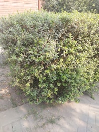 A well-trimmed hedge with green leaves is positioned alongside a brick wall. The ground has some sparse grass and a paved pathway.