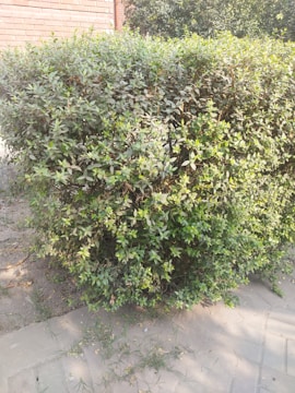 A well-trimmed hedge with green leaves is positioned alongside a brick wall. The ground has some sparse grass and a paved pathway.