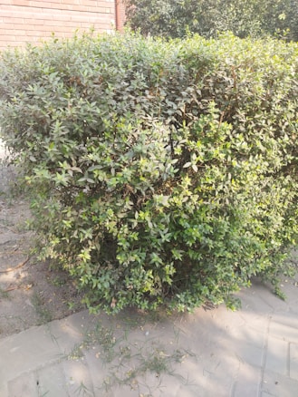 A well-trimmed hedge with green leaves is positioned alongside a brick wall. The ground has some sparse grass and a paved pathway.