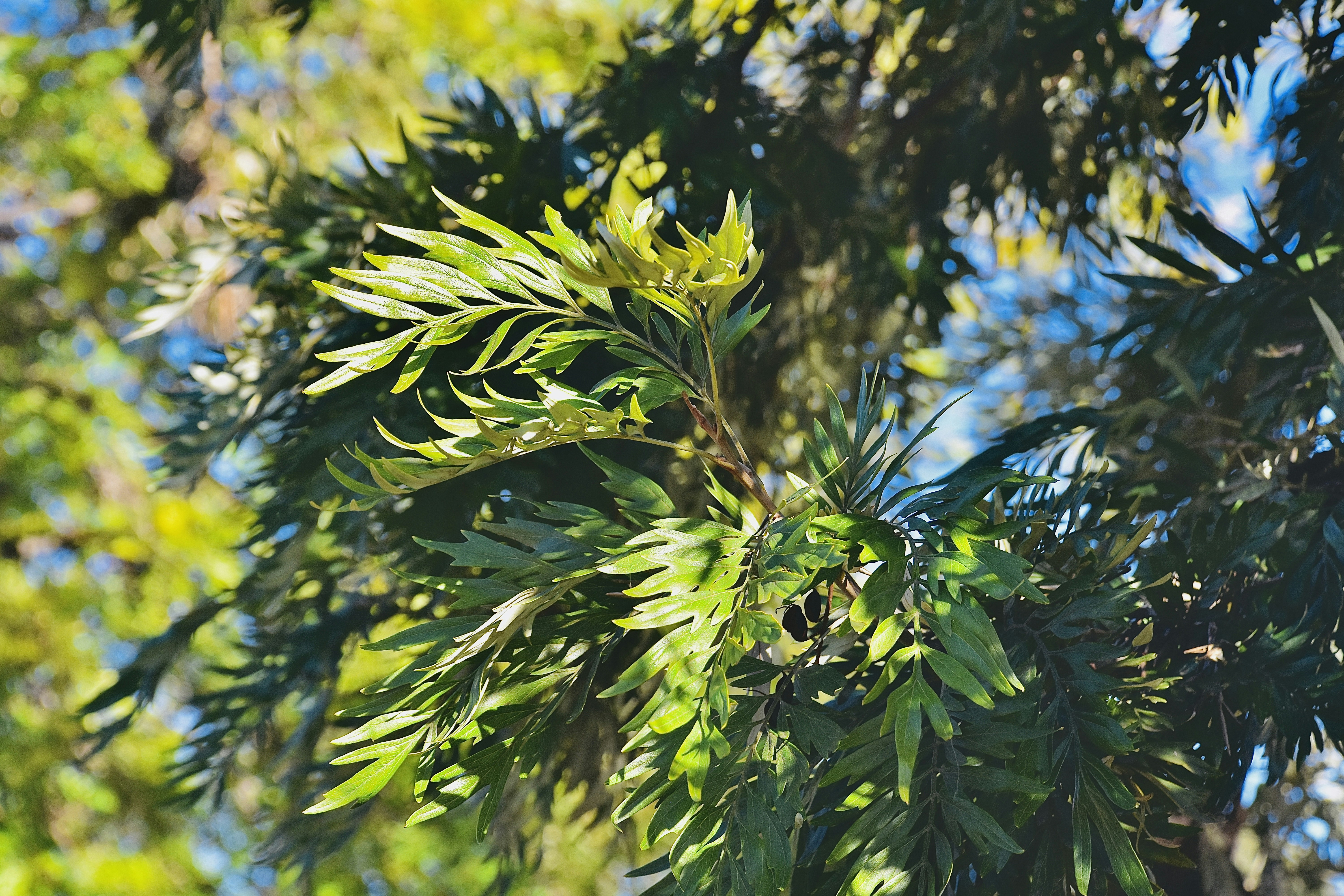 a branch of a tree with green leaves