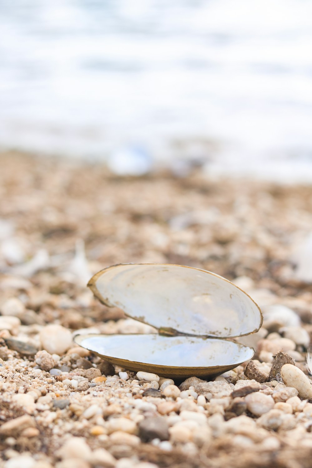 a shell on a beach with a body of water in the background