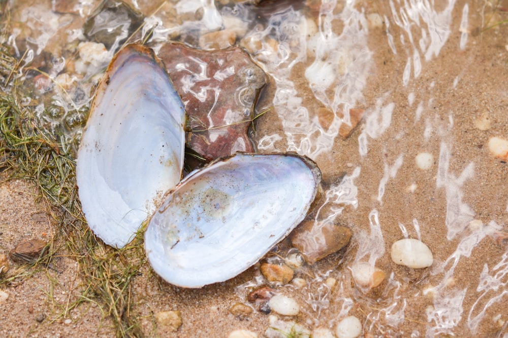 a close up of a shell on a beach near water