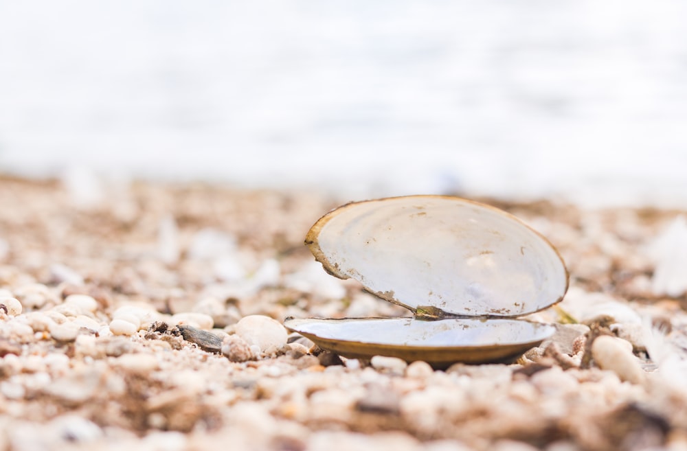 a shell on the beach with a blurry background
