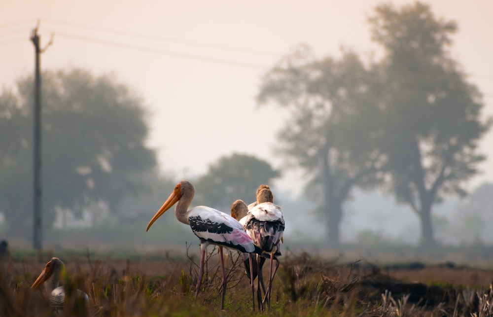 a couple of birds that are standing in the grass