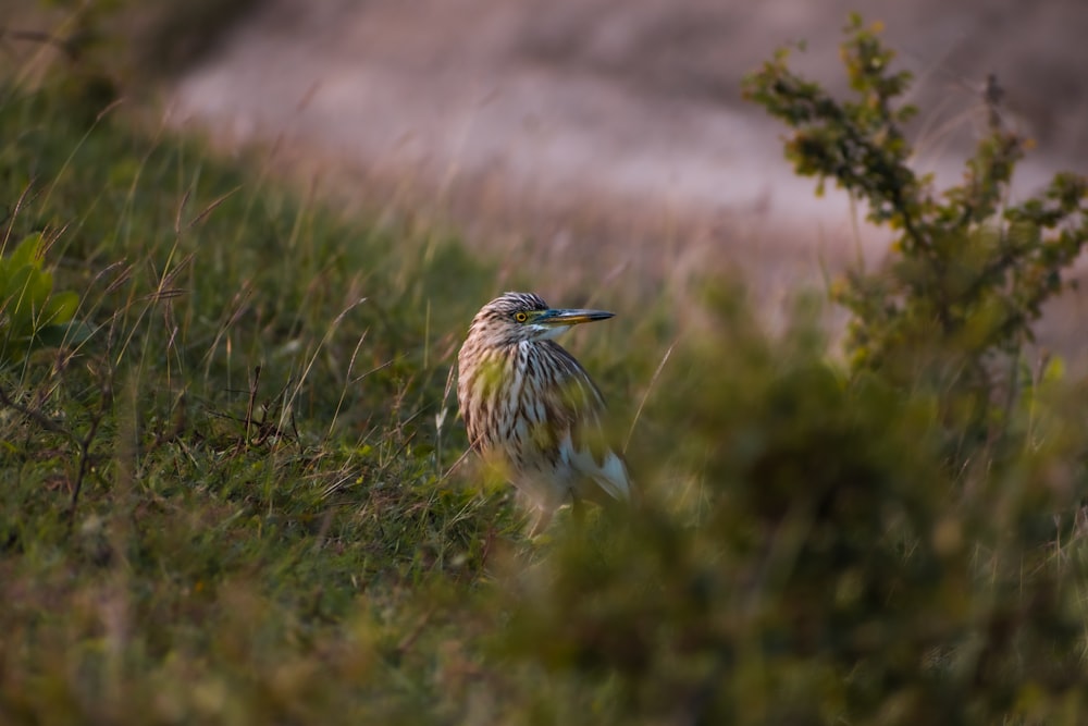 a bird is standing in the grass near some bushes