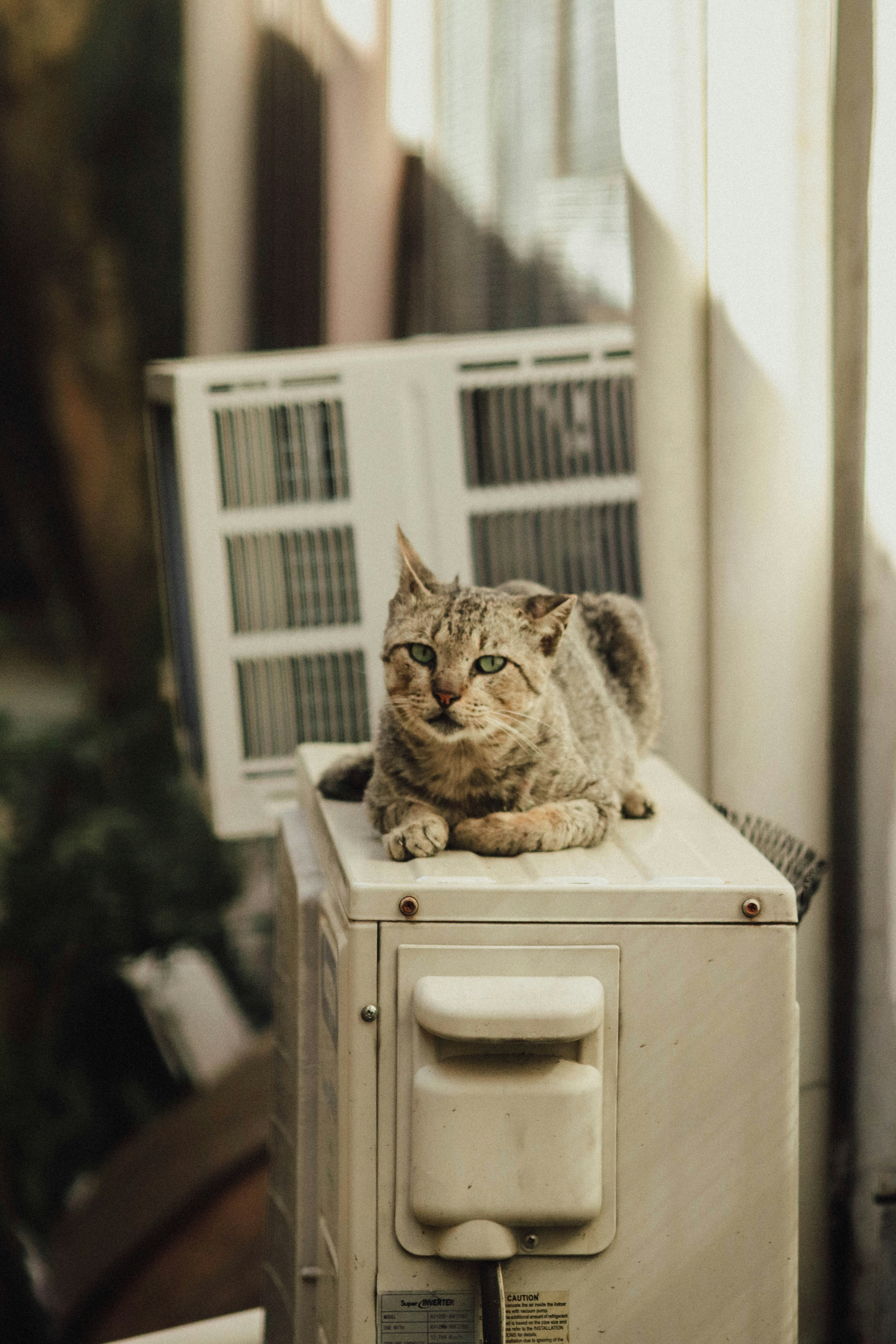 The Radiator Roost (image credits: unsplash)