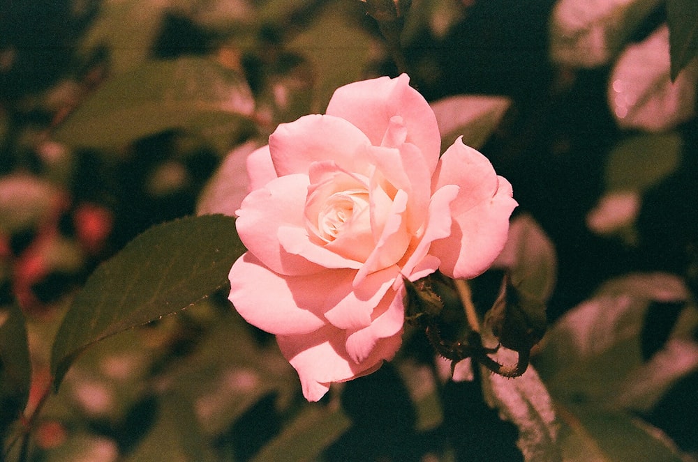 a pink rose is blooming in a garden