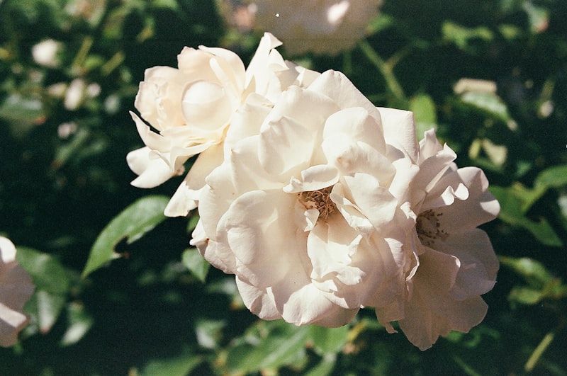 a close up of a white flower on a bush