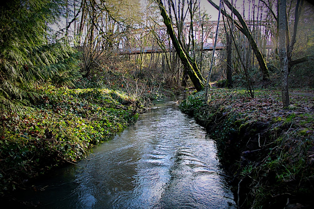 a river running through a lush green forest