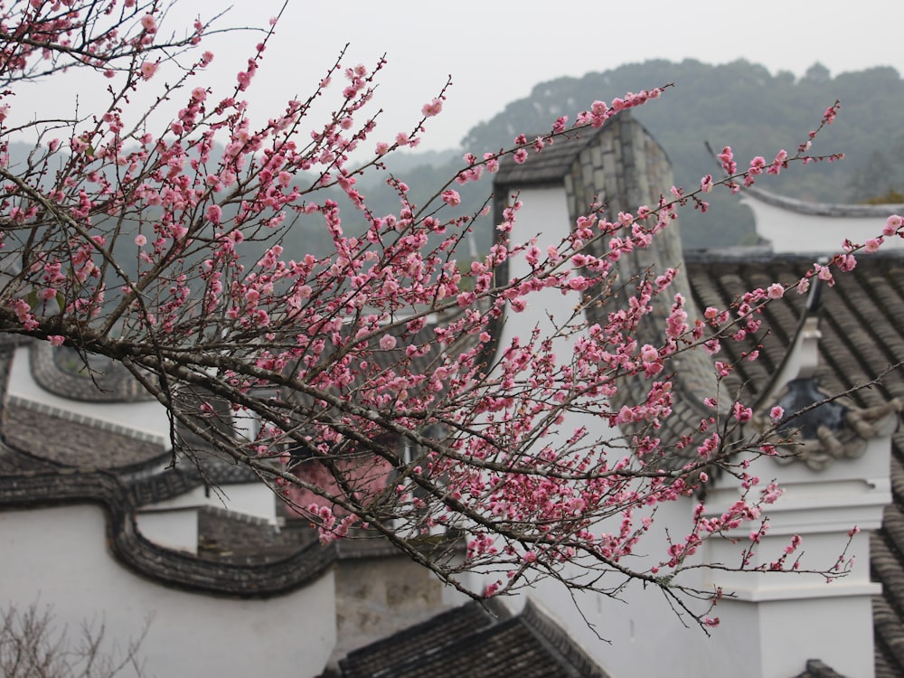 a tree with pink flowers in front of a building