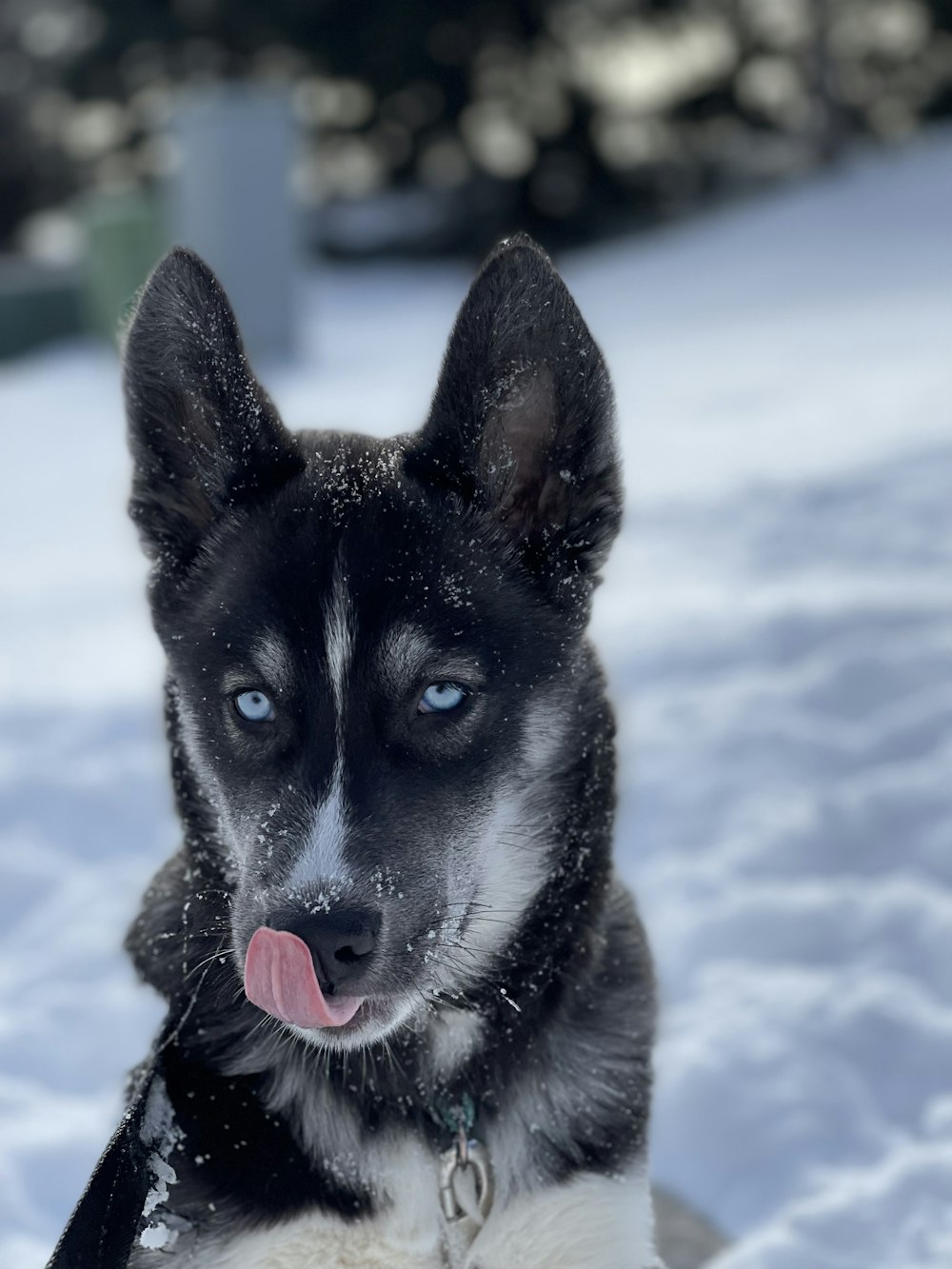 a black and white dog laying in the snow