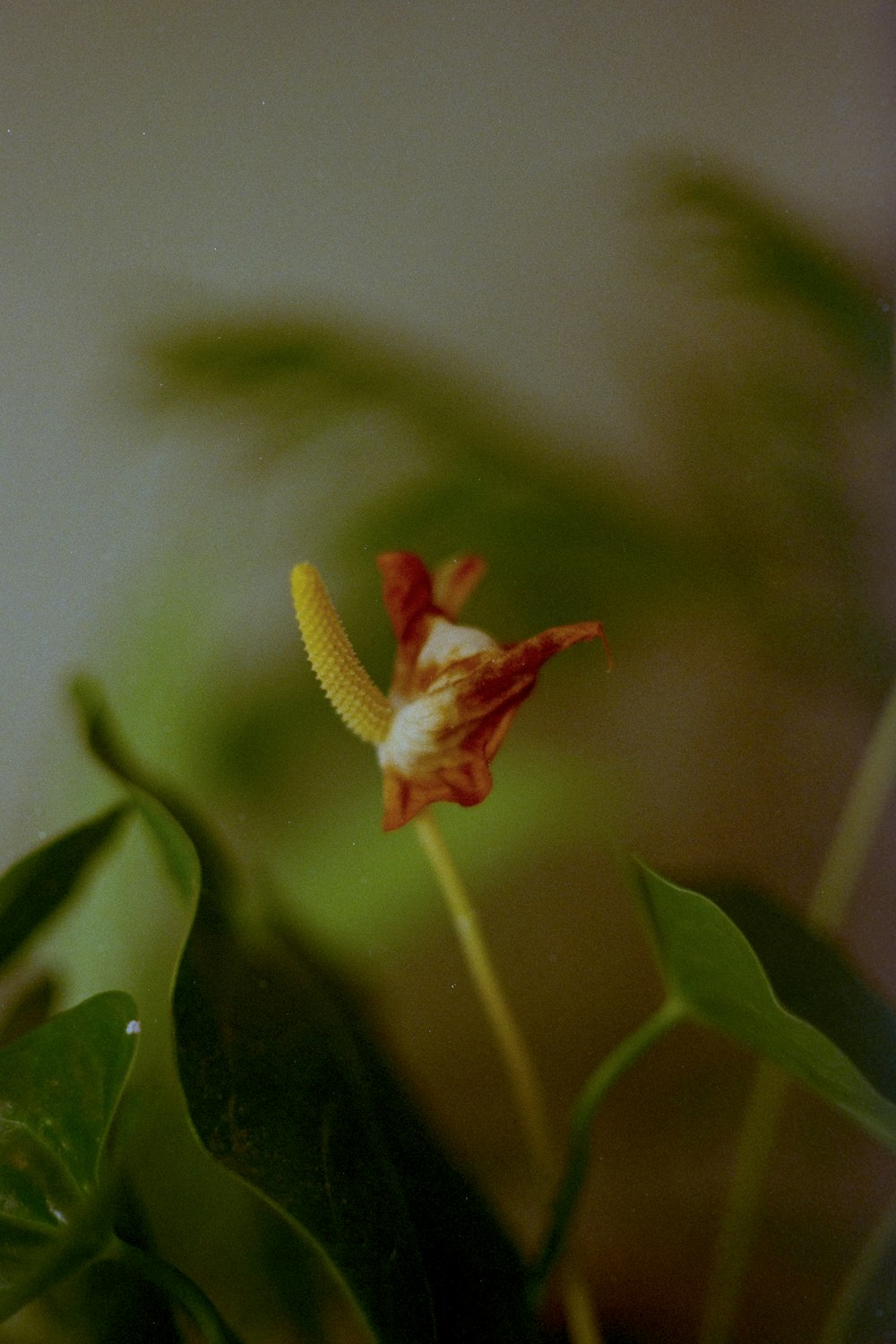 a close up of a flower on a plant