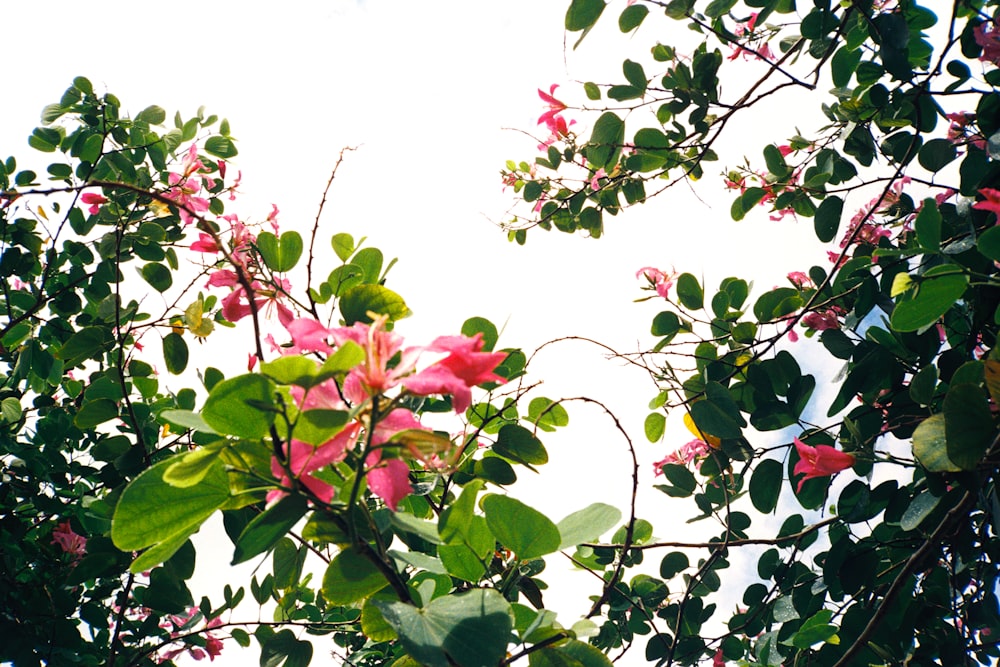 a tree with pink flowers and green leaves