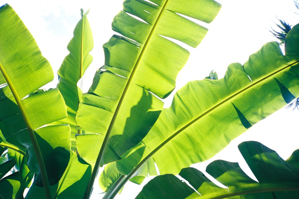 밝은 녹색 잎을 가진 바나나 식물의 클로즈업