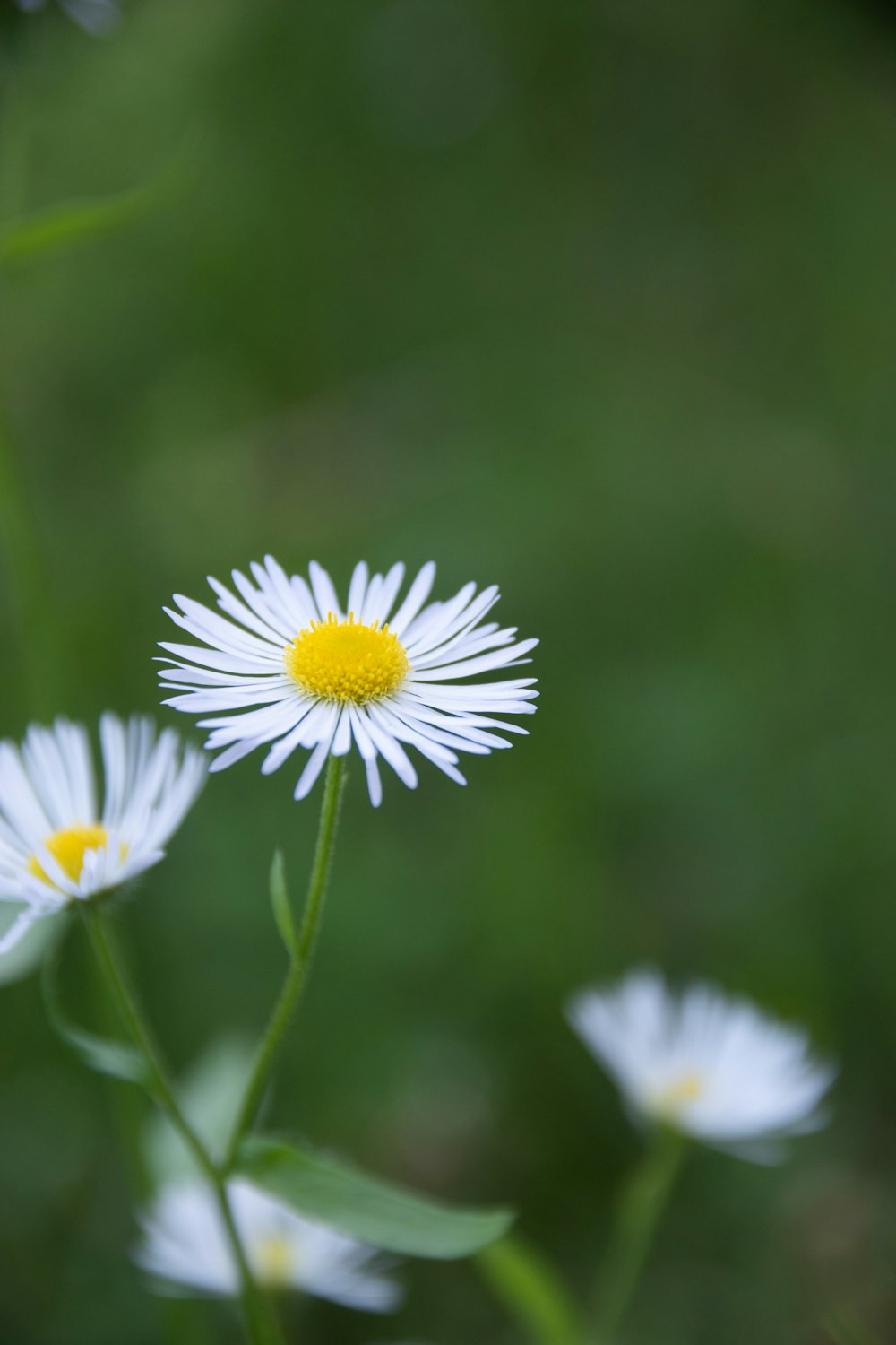 ein paar weiße Blumen sitzen auf einem üppigen grünen Feld