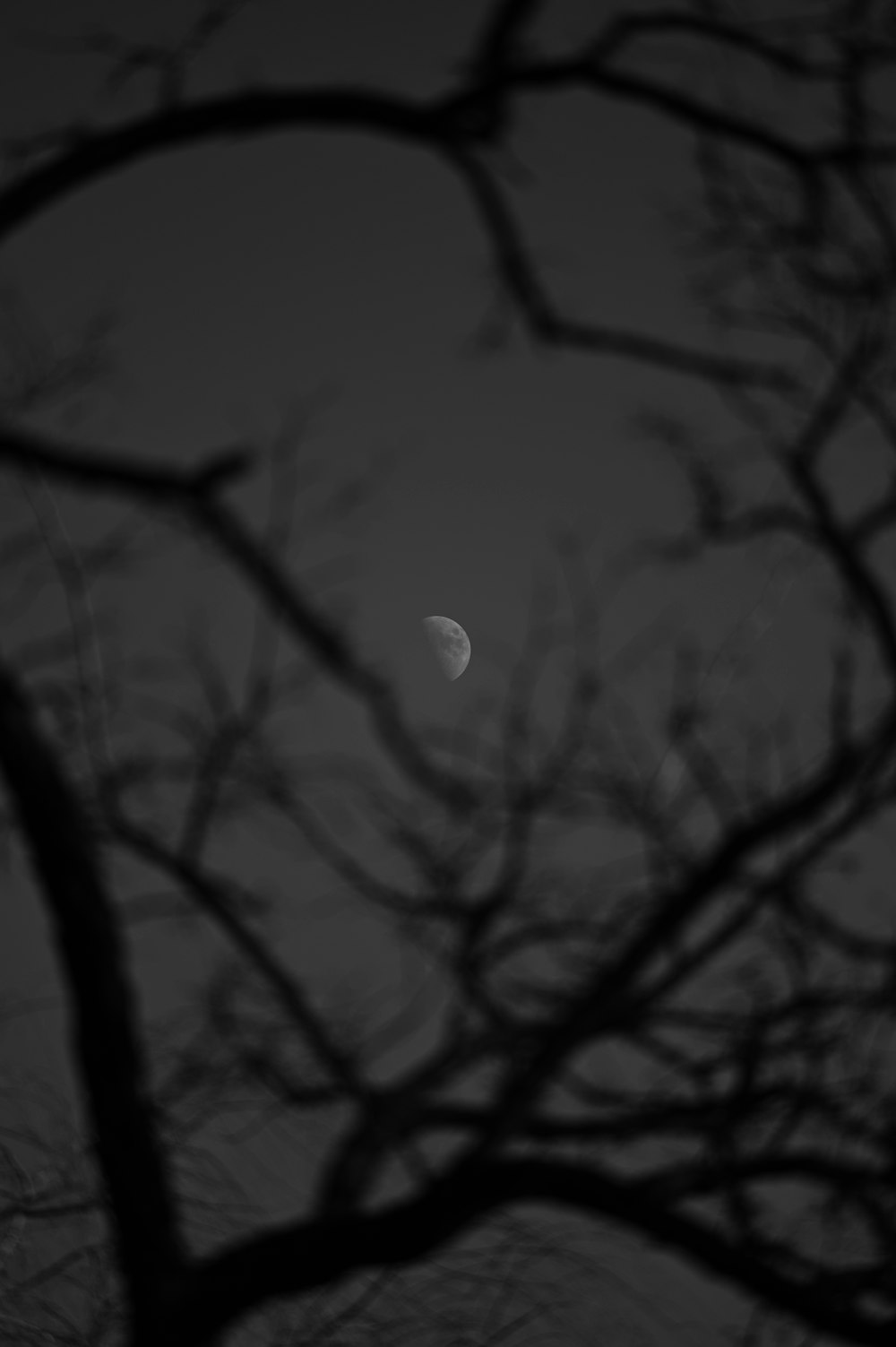 the moon is seen through the branches of a tree