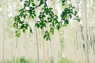 a lush green forest filled with lots of trees
