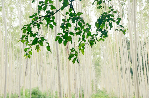 a lush green forest filled with lots of trees