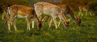 A herd of spotted deer grazing peacefully in a sun-dappled forest clearing.
