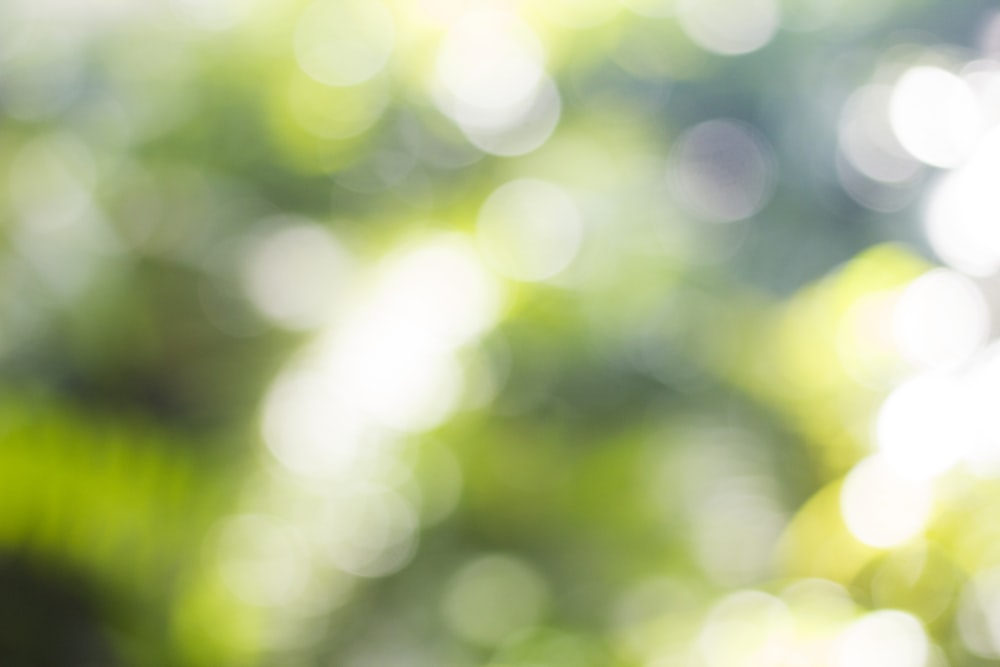 a blurry photo of a tree with green leaves