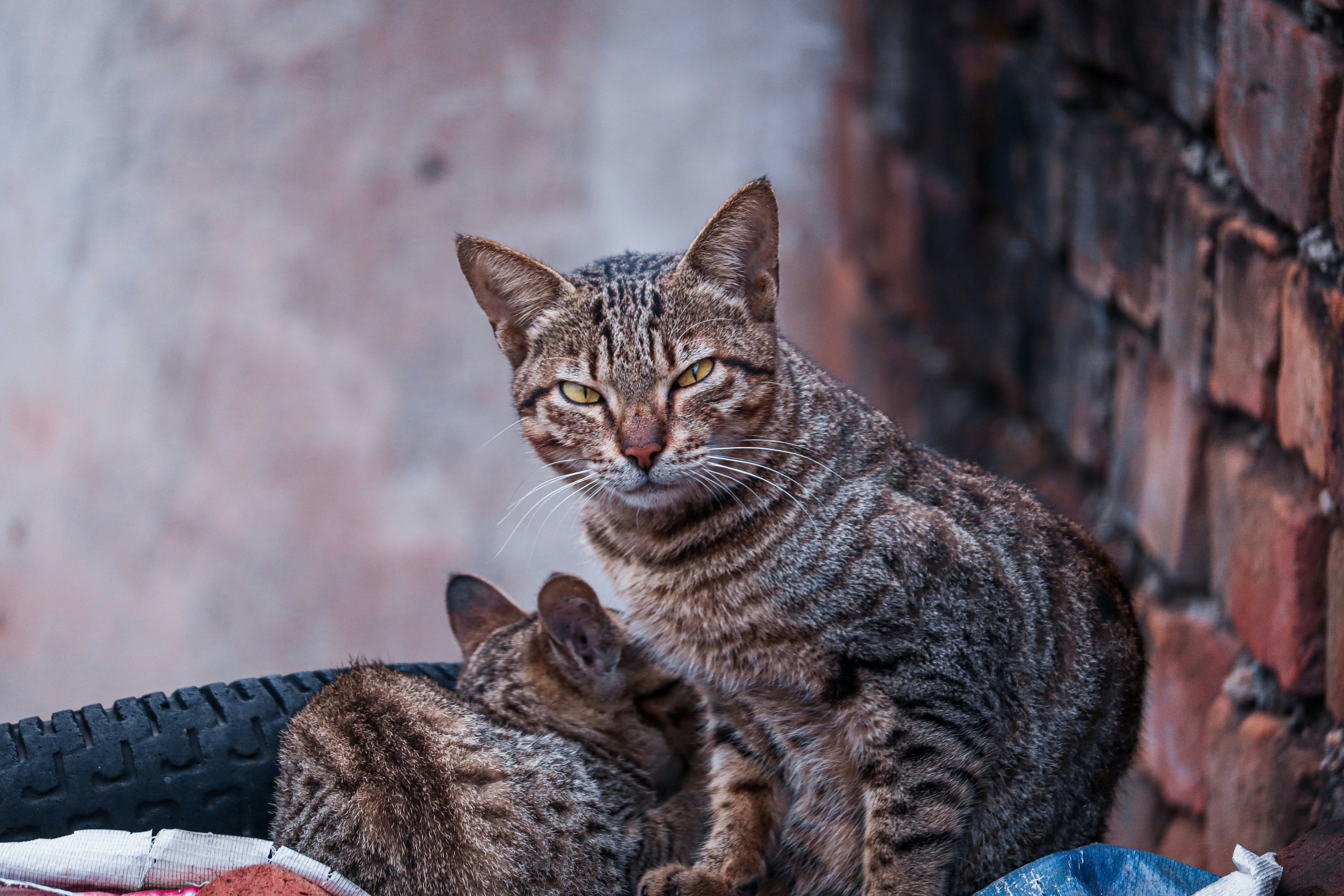 20. The Cold Shoulder (image credits: unsplash)