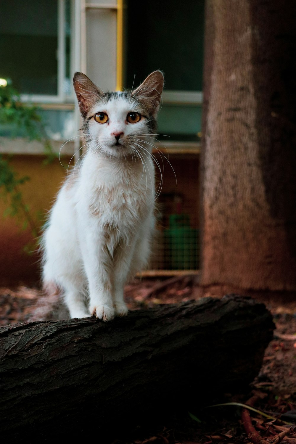 a white and brown cat standing on top of a log