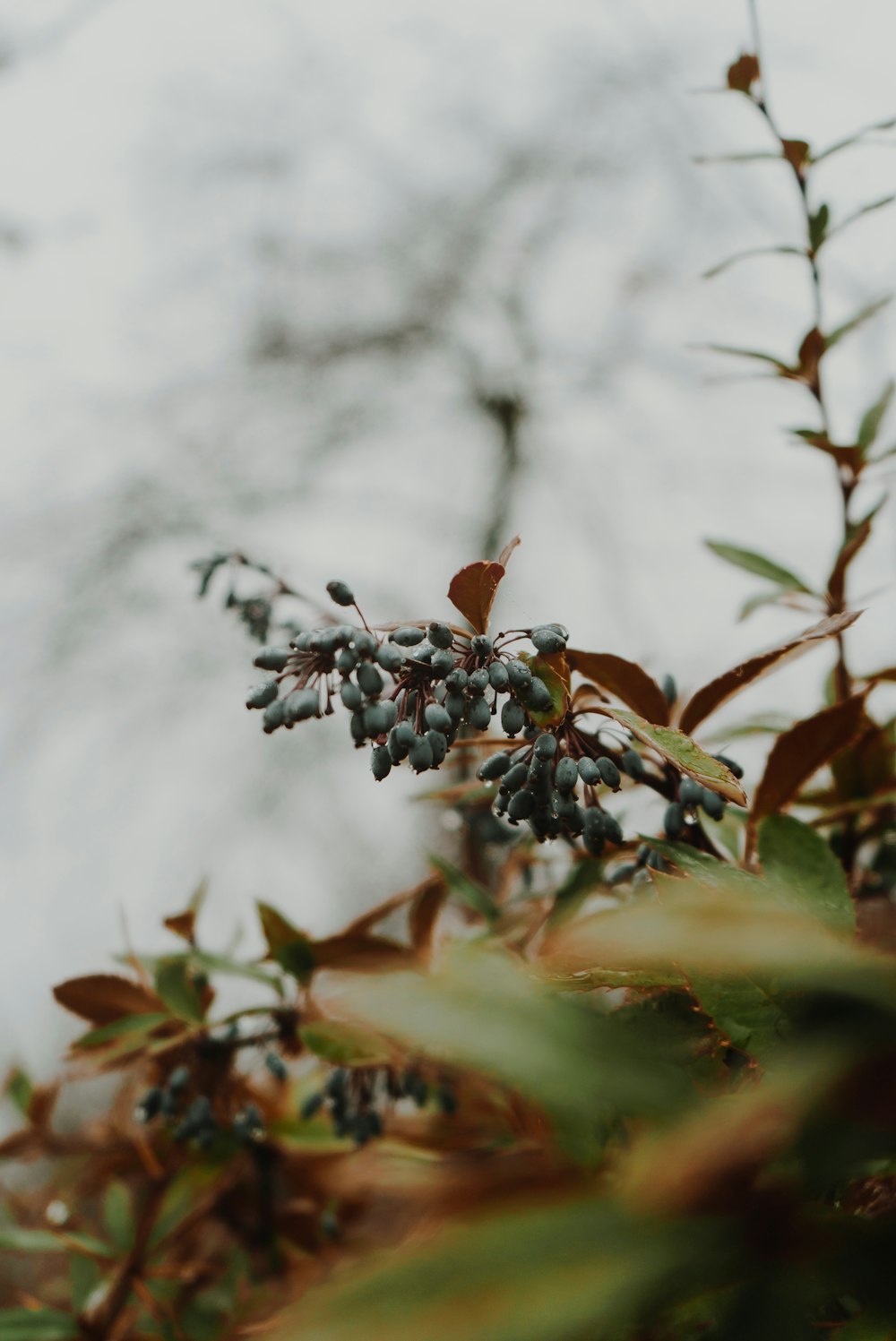 a close up of a bunch of berries on a tree