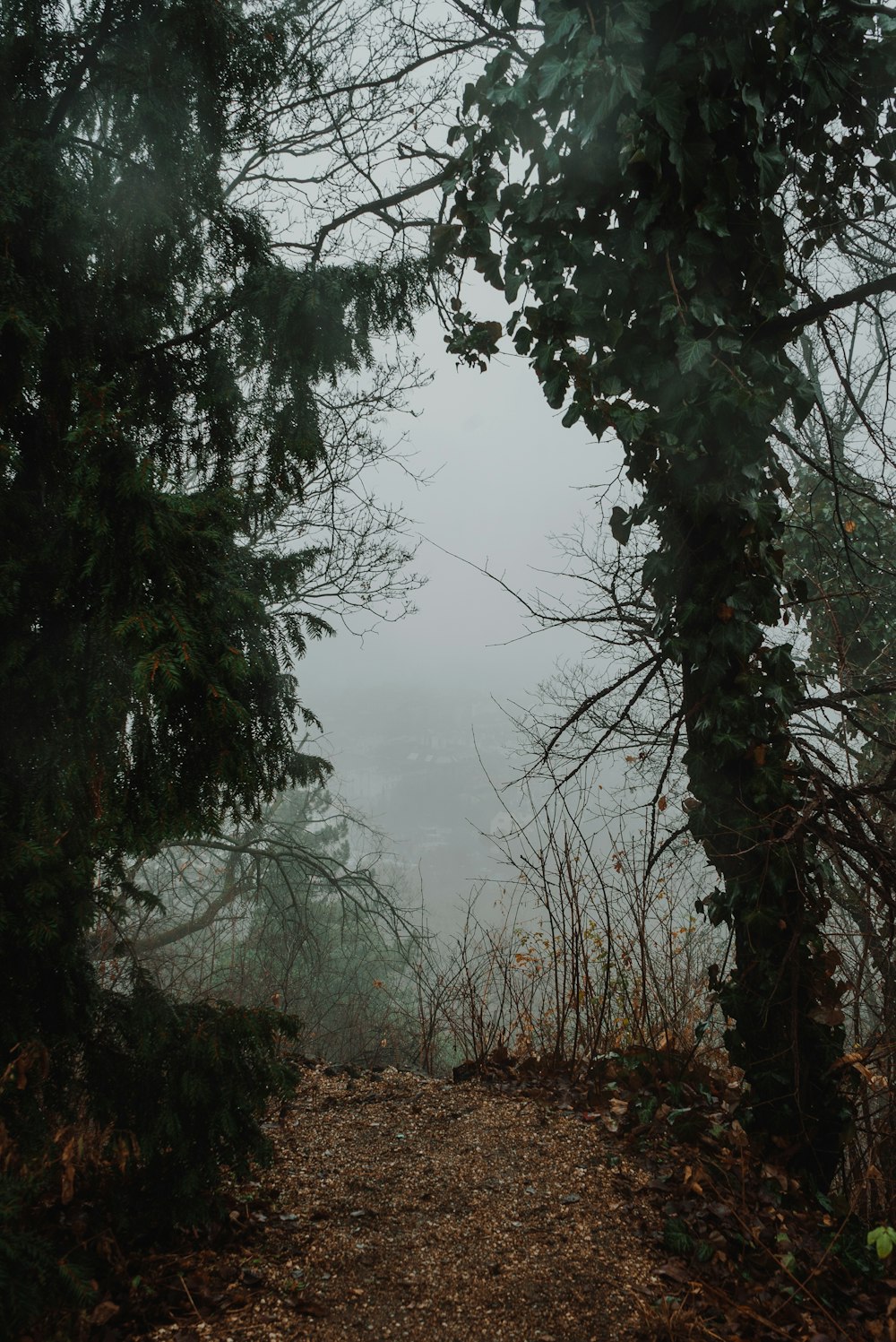 a dirt road surrounded by trees on a foggy day