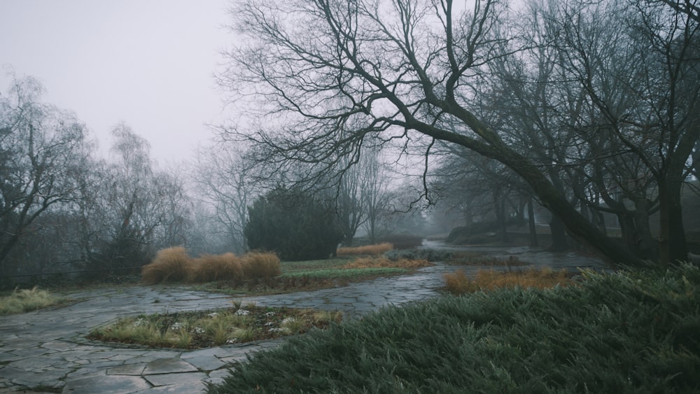 a path through a park in a foggy day