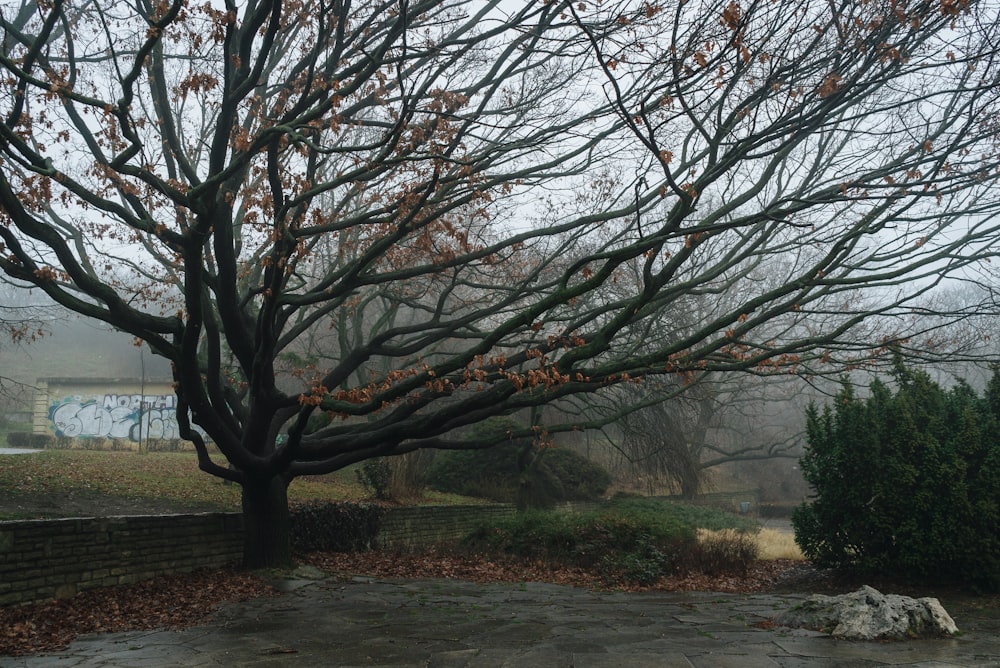 a tree with no leaves in a park