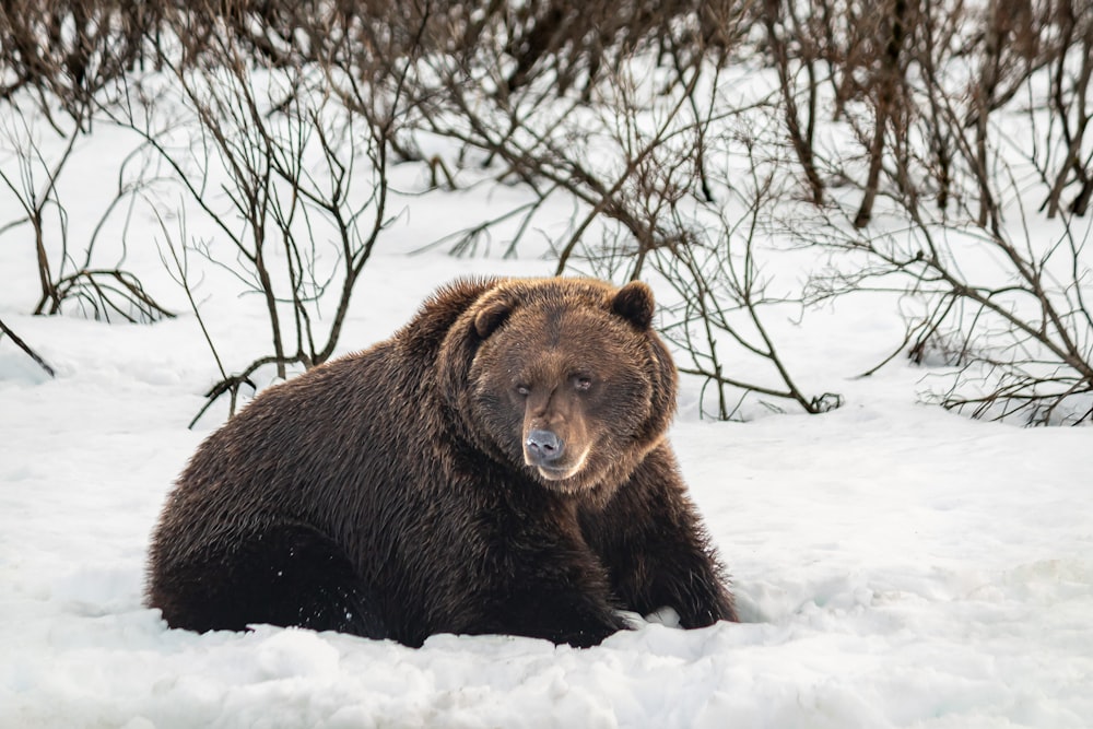 Ein großer Braunbär sitzt im Schnee