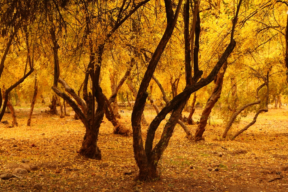 a forest filled with lots of trees covered in yellow leaves