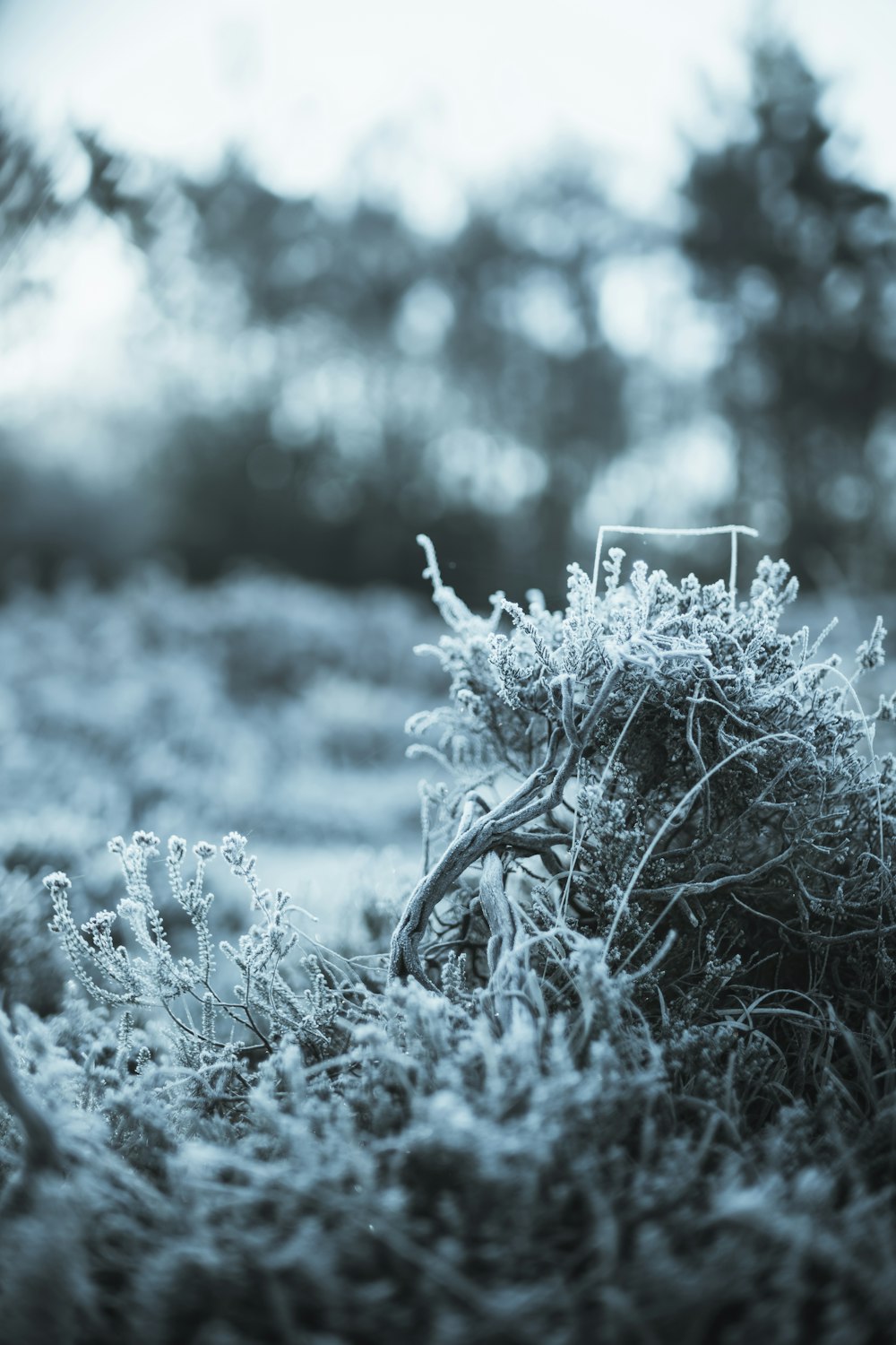 a bunch of grass that is covered in ice