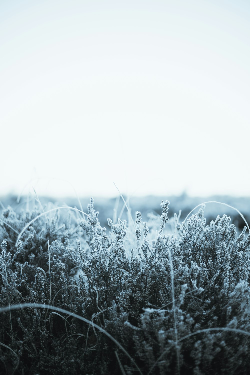 a black and white photo of a field of grass