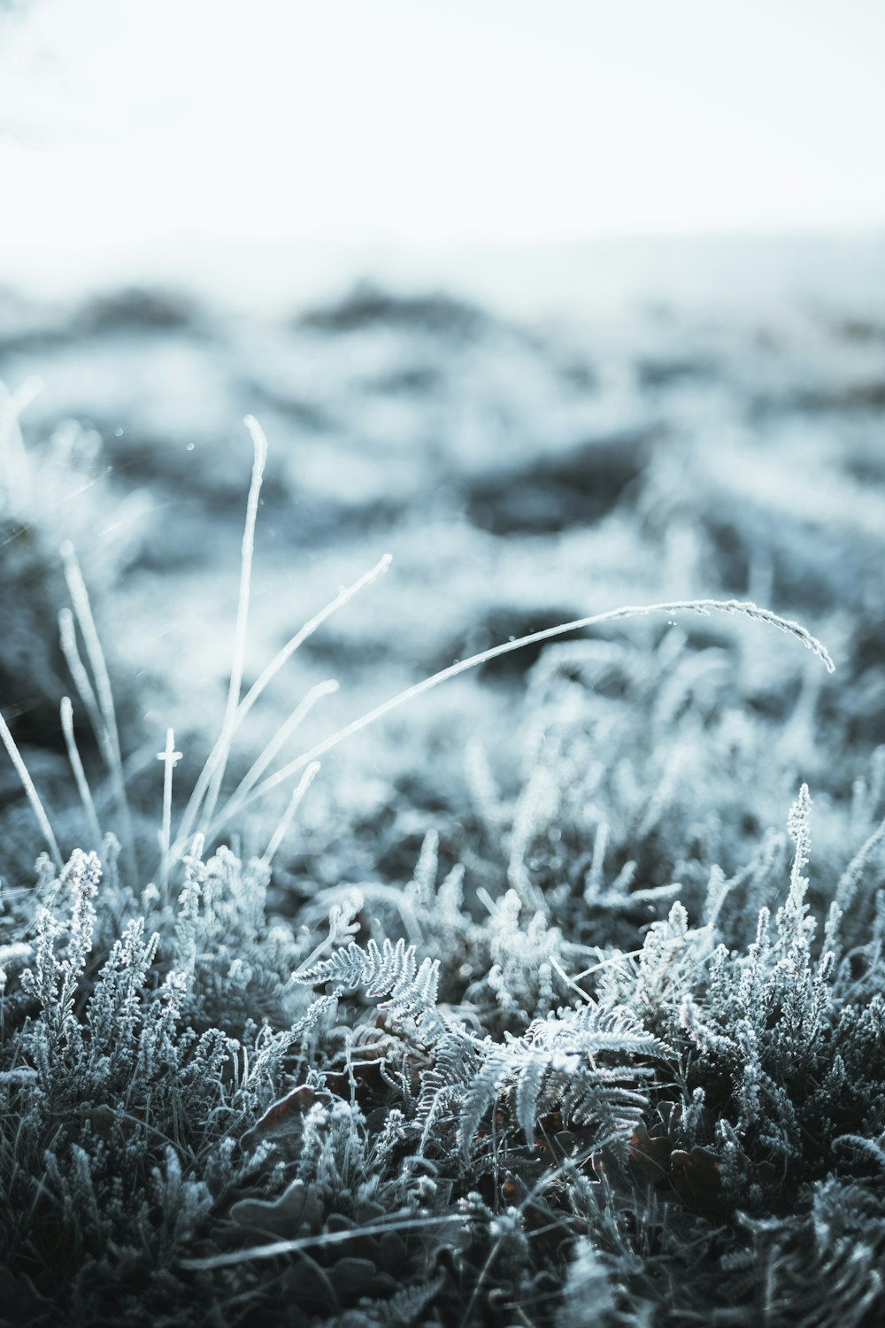 a close up of a grass covered in frost