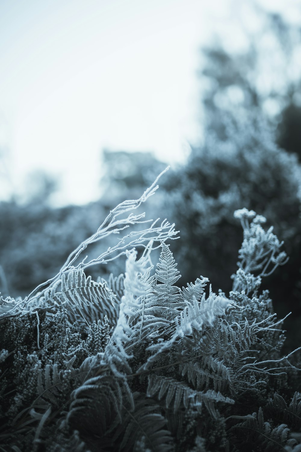 a black and white photo of a plant with frost on it