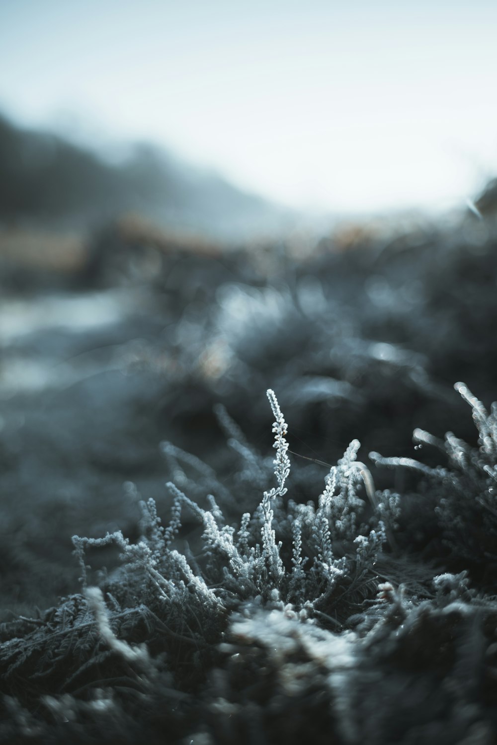 a close up of a plant with frost on it