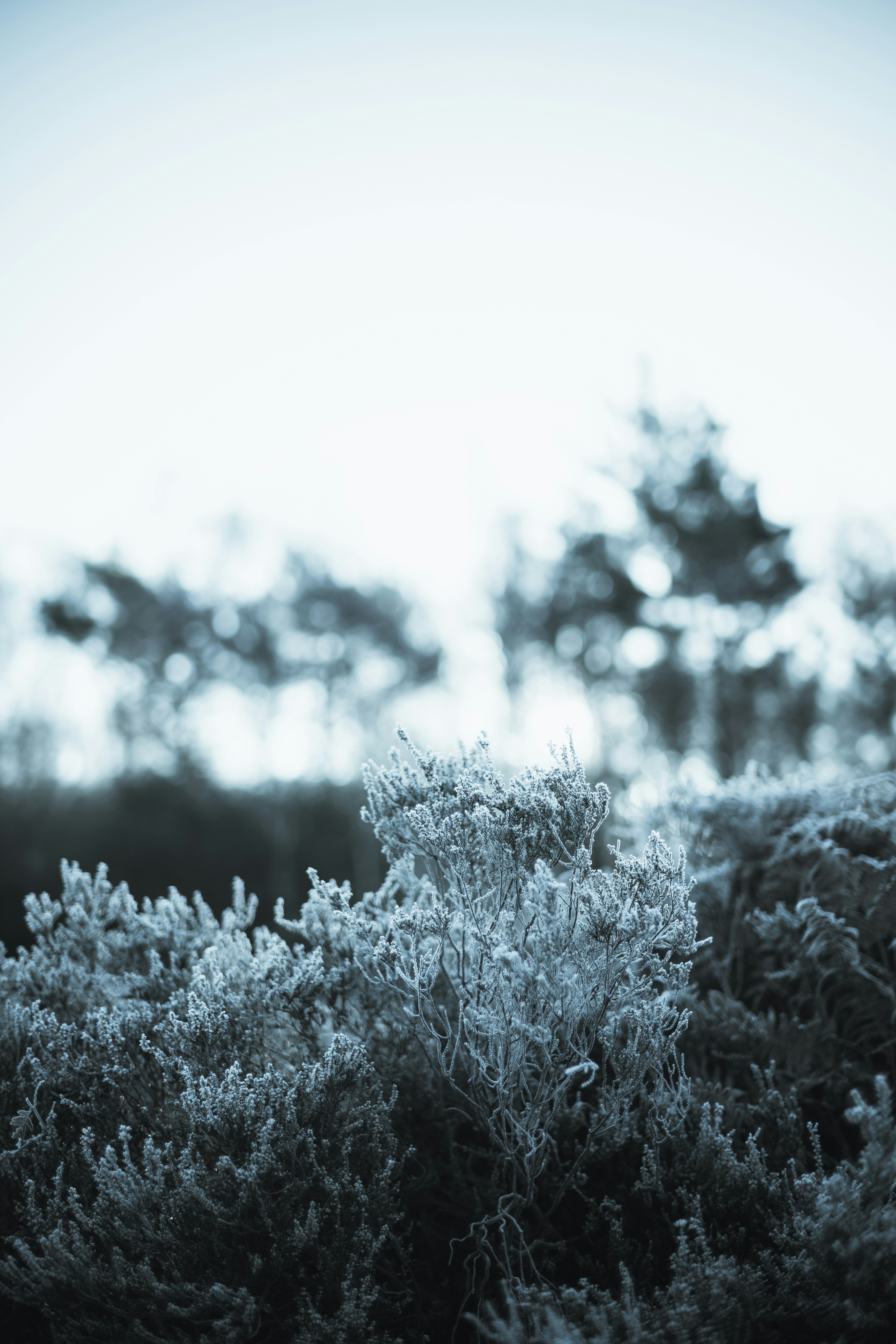 Photo by anniespratt