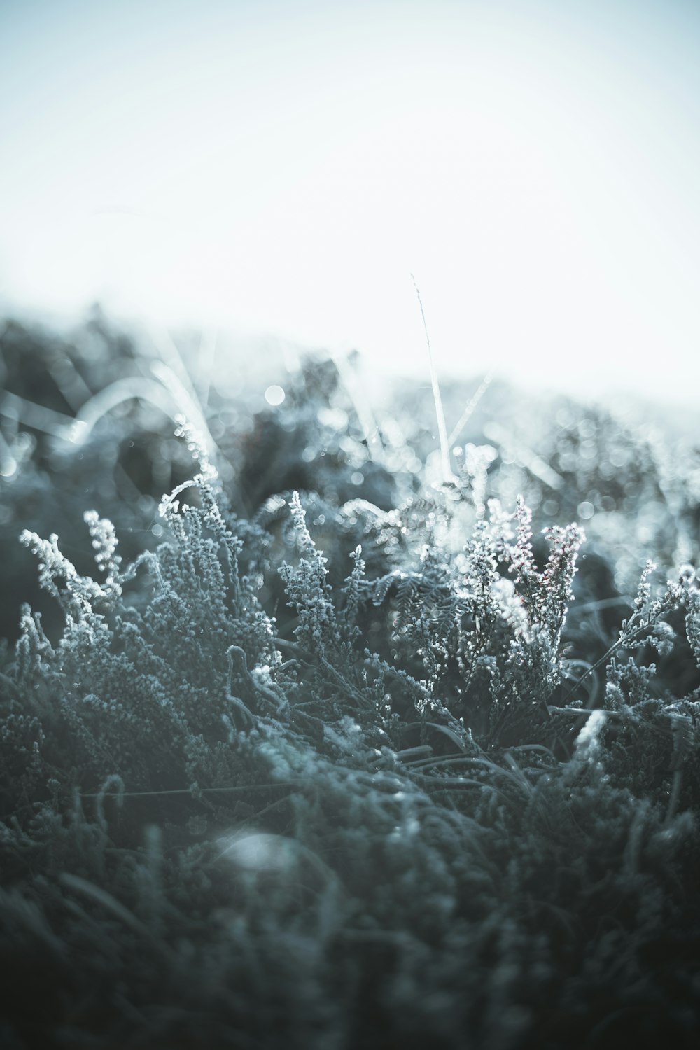 a field of grass covered in frost on a sunny day