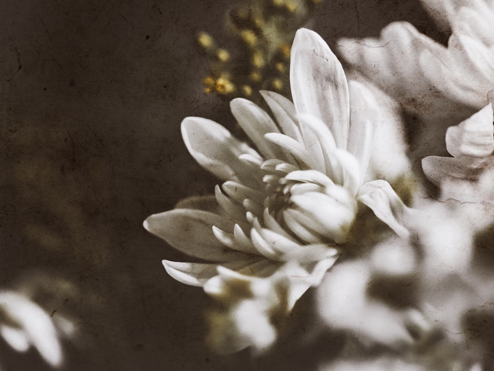 a black and white photo of a flower