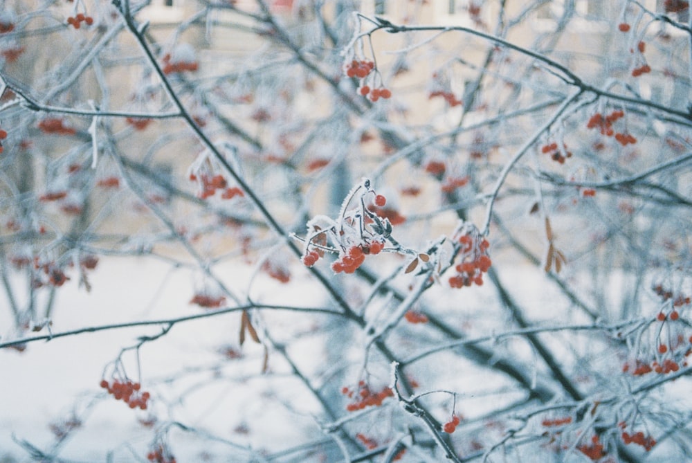 a bunch of red berries hanging from a tree