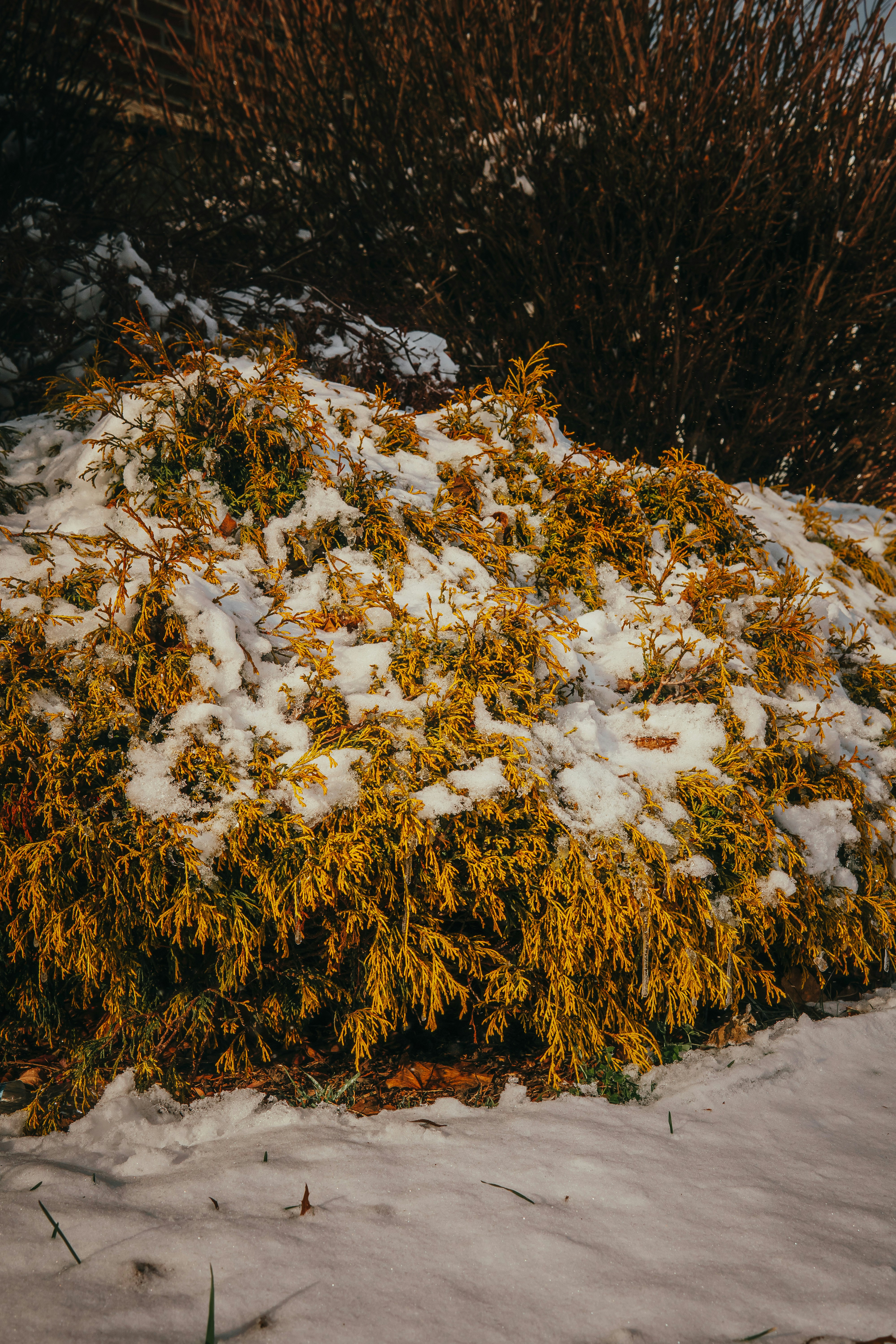 A tree covered in snow photo – Free Plant Image on Unsplash