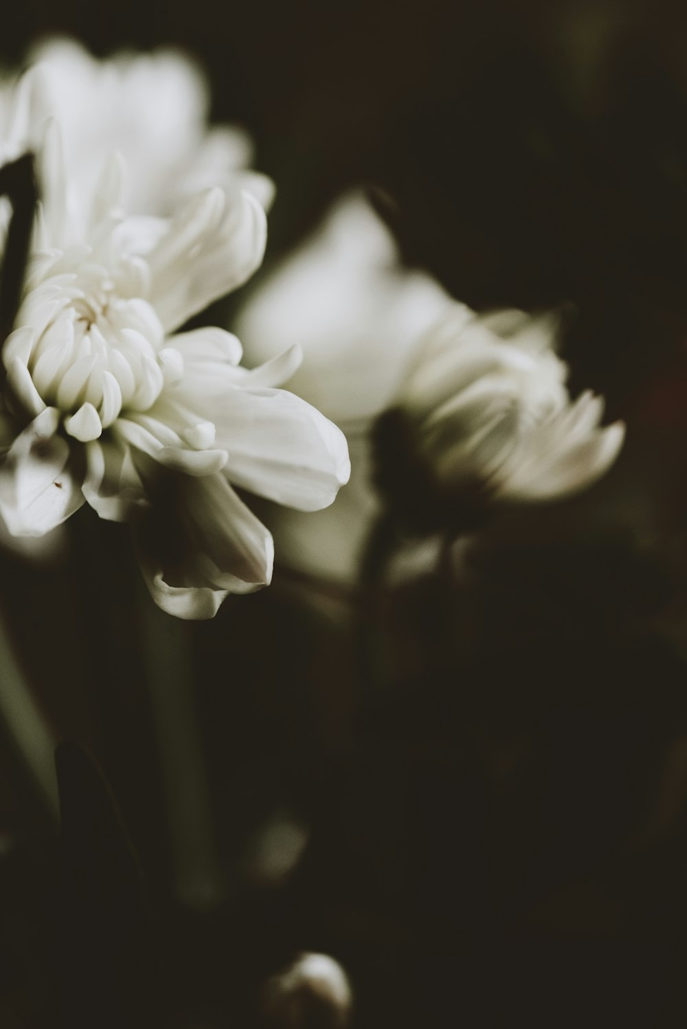 a black and white photo of a bunch of flowers